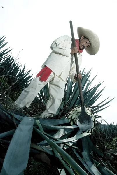 Un uomo lavora nell'industria della tequila — Foto Stock