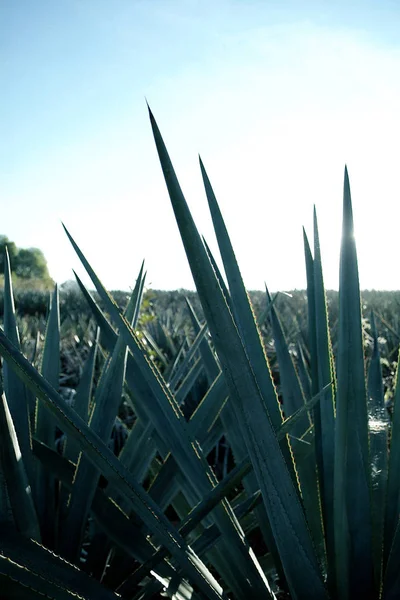 Agave τοπίο τεκίλα — Φωτογραφία Αρχείου