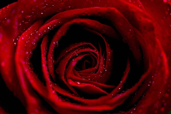 Bliska strzał makro czerwona róża — Zdjęcie stockowe