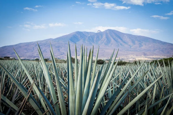 Tequila táj Agave — Stock Fotó