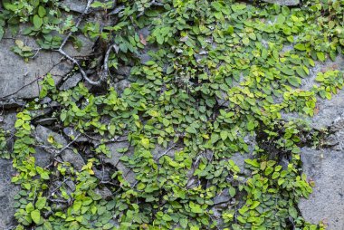 eski yer yeşil alanlarda dekore edilmiştir.