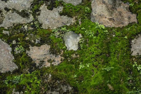 緑のエリアの古い壁 — ストック写真