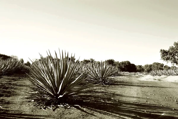 Tequila Paisagem, México — Fotografia de Stock