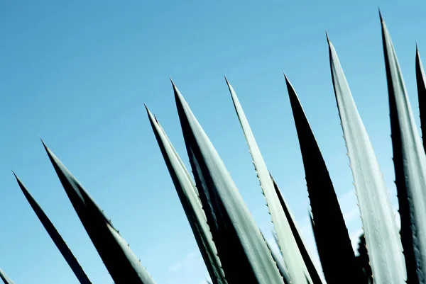 Agave tequila landscape to Guadalajara, Jalisco, México . — Foto de Stock