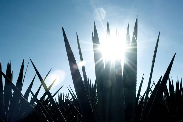 Paesaggio agave tequila a Guadalajara, Jalisco, Messico . — Foto Stock