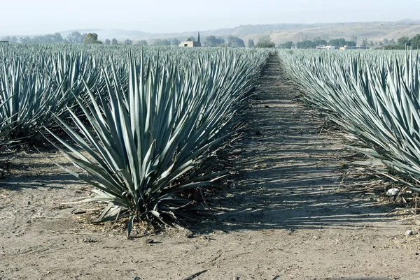 Agave tequila landskap till guadalajara, jalisco, Mexiko. — Stockfoto