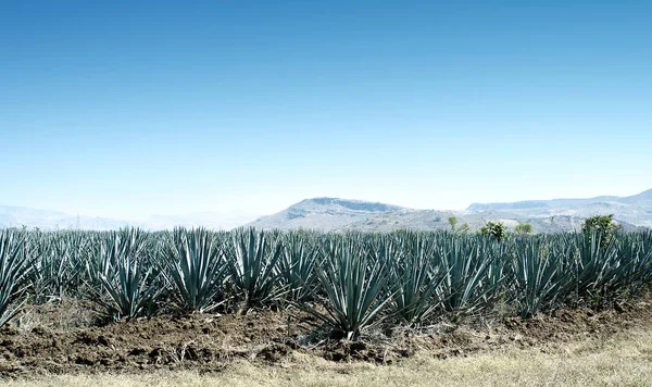 Tequila-Landschaft, Mexiko — Stockfoto