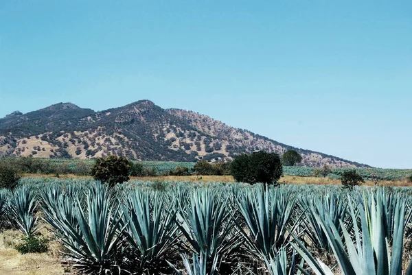 Tequila Landscape, mexico — Stock Photo, Image