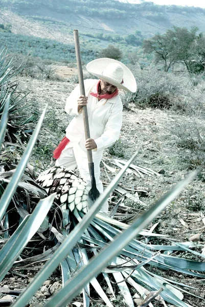 Jimador man aan het werk op het gebied — Stockfoto