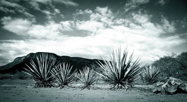 Tequila Paesaggio, Messico — Foto Stock