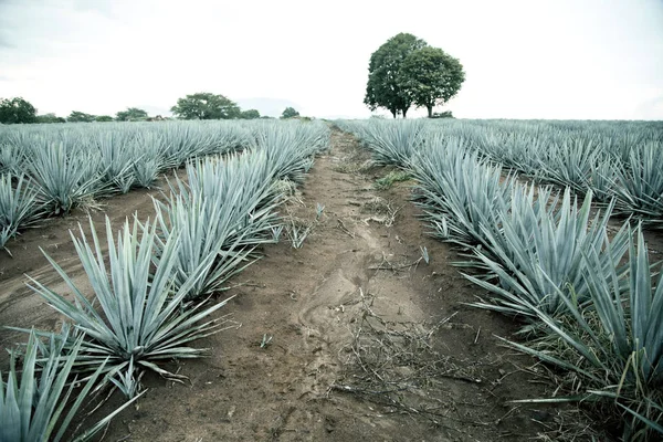 Paesaggio agave tequila a Guadalajara, Jalisco, Messico . — Foto Stock