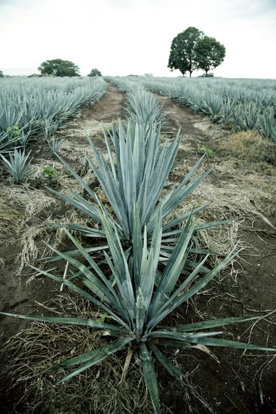 Agave tequila landschap naar de guadalajara, jalisco, mexico. — Stockfoto