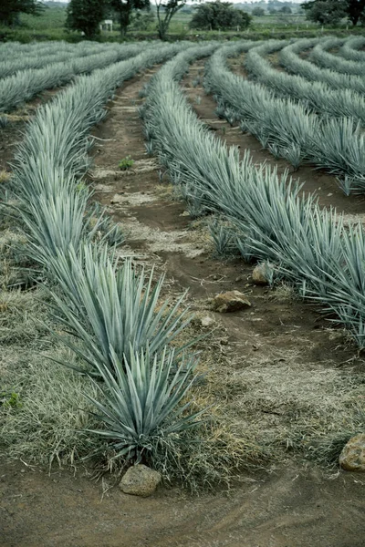 Agave tequila landskap till guadalajara, jalisco, Mexiko. — Stockfoto