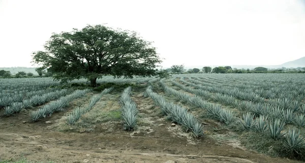 Paysage de tequila agave à Guadalajara, Jalisco, Mexique . — Photo
