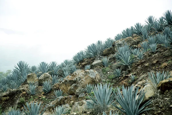 Agave tequila landscape to Guadalajara, Jalisco, México . —  Fotos de Stock