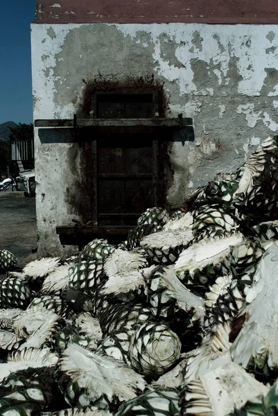 Dettaglio Teste Agave Blu Impianto Produzione Tequila — Foto Stock