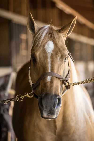 Volbloed wild paard — Stockfoto