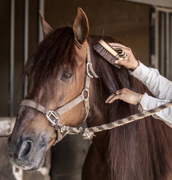 Thoroughbred wild horse — Stock Photo, Image