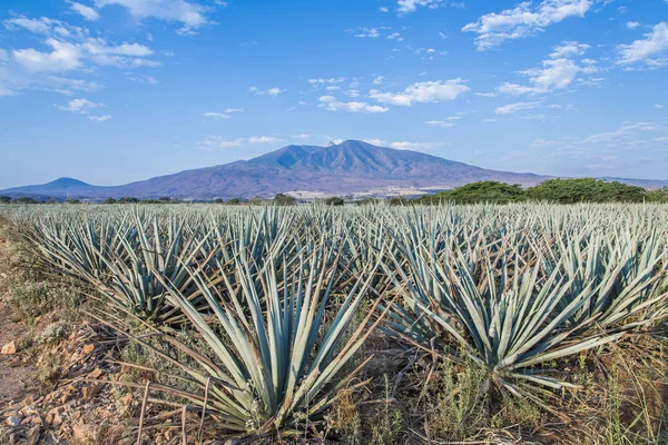 Tequila agave  lanscape — 图库照片