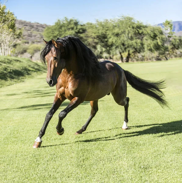 Caballo salvaje de raza pura — Foto de Stock