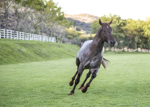 Cavalo selvagem de raça pura — Fotografia de Stock