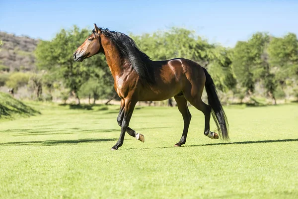 Cavalo selvagem de raça pura — Fotografia de Stock