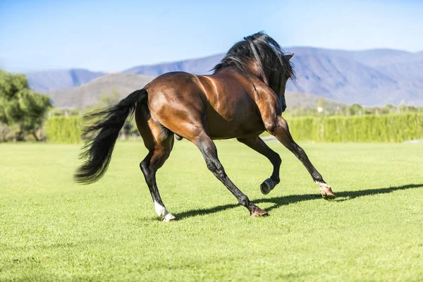 Volbloed wild paard — Stockfoto