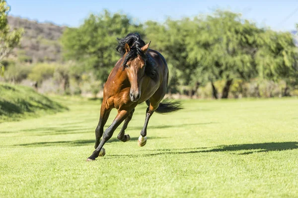 Volbloed wild paard — Stockfoto