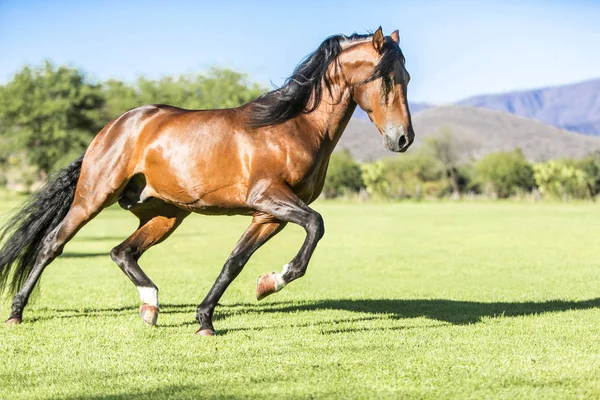 Volbloed wild paard — Stockfoto