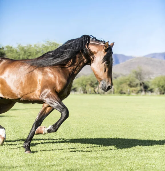 Čistokrevný divoký kůň — Stock fotografie