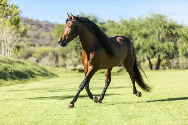 Caballo salvaje de raza pura —  Fotos de Stock