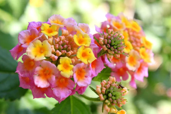 Schöne Natürliche Blumen Freien — Stockfoto