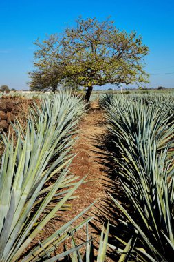 Guadalajara, jalisco, Meksika'ya agave tekila manzara.