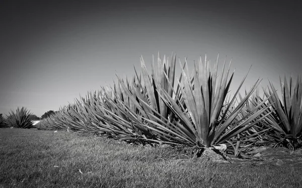 Agave Tequila Paisagem Para Guadalajara Jalisco México — Fotografia de Stock