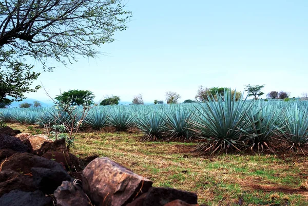 Agave Tequila Paisagem Para Guadalajara Jalisco México — Fotografia de Stock