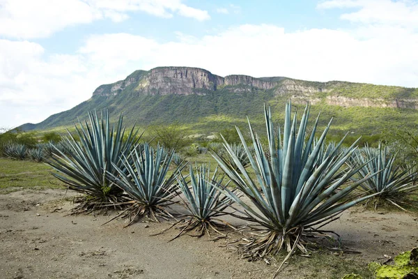 Agave Tequila Krajina Guadalajara Jalisco Mexiko — Stock fotografie