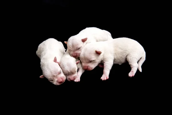 Quatro cachorros pequenos e macios — Fotografia de Stock