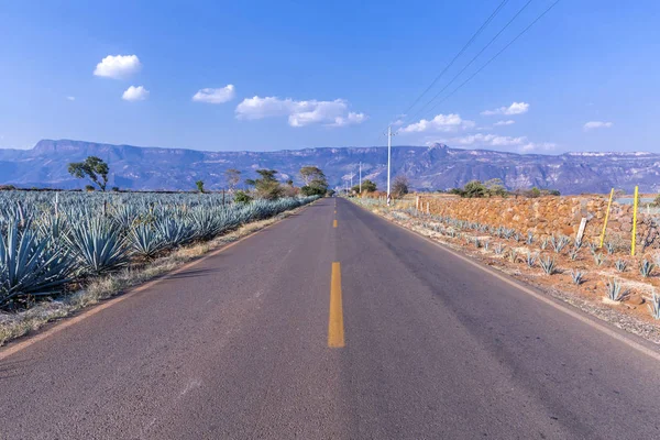 Estrada com paisagem de tequila — Fotografia de Stock