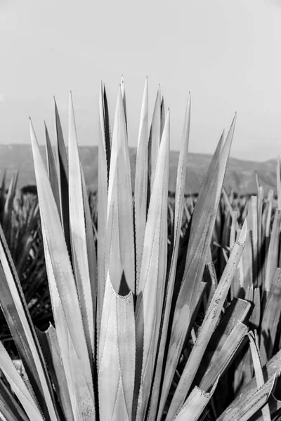 Tequila agave krajiny na černé a bílé — Stock fotografie