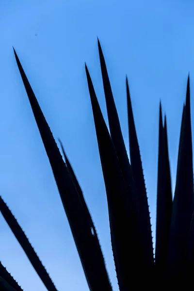 Tequila agave  lanscape — Stock Photo, Image