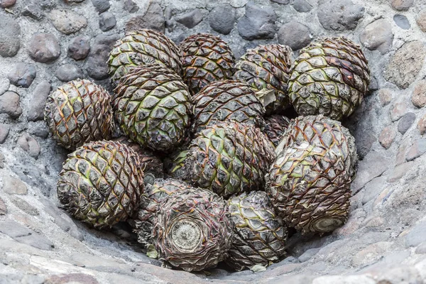 Produzione di tequila di agave — Foto Stock