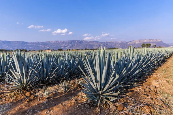 Tequila agave  lanscape — Stok fotoğraf