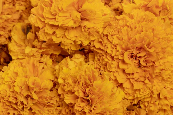 テクスチャメキシコでの死者の日のためのcempazucitlの花 — ストック写真