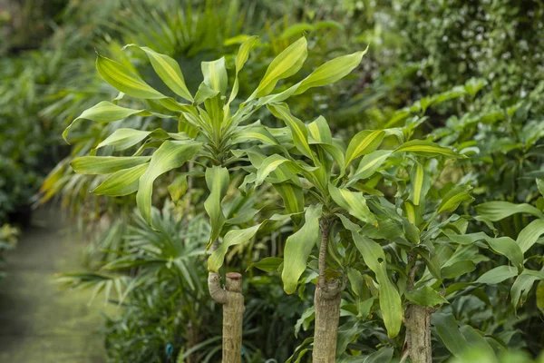 Broeikas vol met groene planten. — Stockfoto