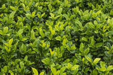 Yeşil bitkilerle dolu bir sera.