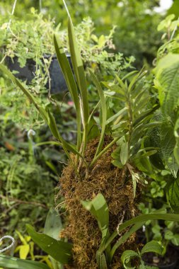 Yeşil bitkilerle dolu bir sera.