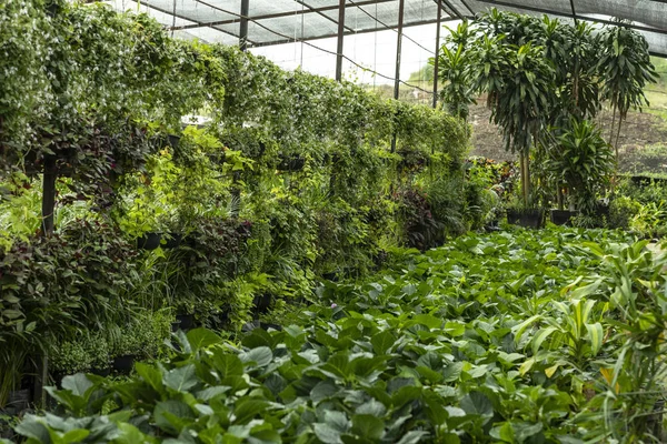 Greenhouse full of green plants. — Stock Photo, Image