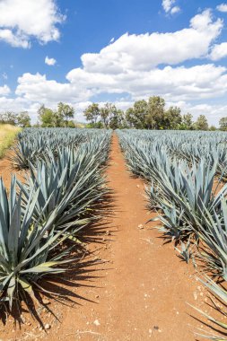Tekila üretmek için agave bitkilerinin manzarası. Meksika.