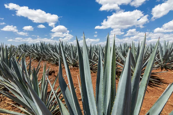 Landskap Agave Växter För Att Producera Tequila Mexiko — Stockfoto