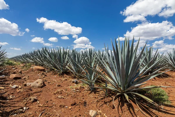 Paesaggio Piante Agave Produrre Tequila Messico — Foto Stock